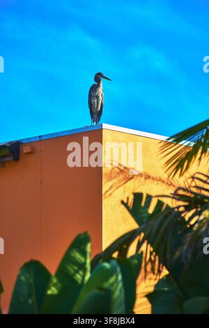 Blue Heron on Orange Urban Building with Palm Leaves and Bright Blue Sky Stock Photo