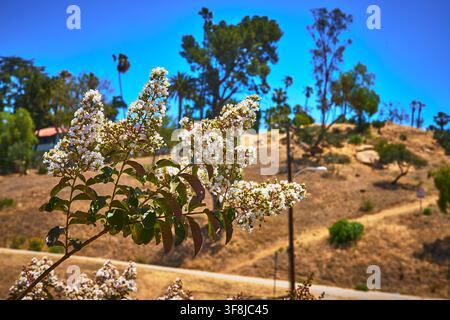 White Blossoms and Dry Hillside Trail with Palm Trees in California Sunlight Stock Photo