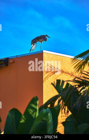 Blue Heron Perched on Modern Orange Building with Palm Shadows and Bright Sky Stock Photo
