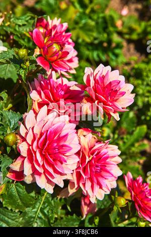 Pink Dahlia Flowers Blooming in Sunlit Garden at The Getty Center Los Angeles Stock Photo