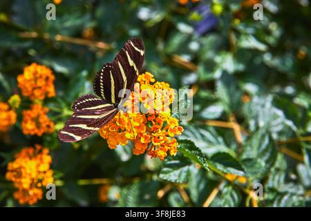 Butterfly Resting on Orange Flower Cluster in Lush Green Garden Close Up Stock Photo