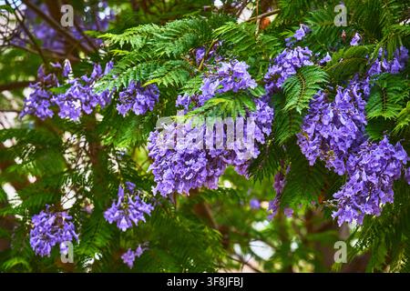 Jacaranda Tree in Full Bloom with Vibrant Purple Flowers and Lush Green Leaves Stock Photo