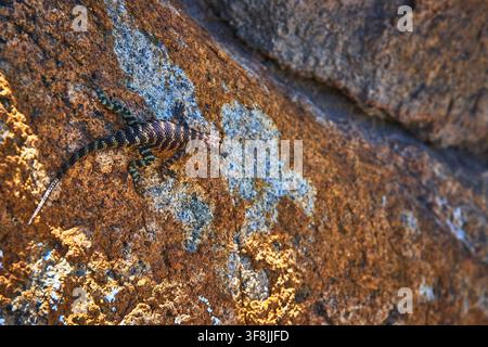 Lizard Sunbathing on Rocky Surface with Natural Texture and Sunlight Stock Photo