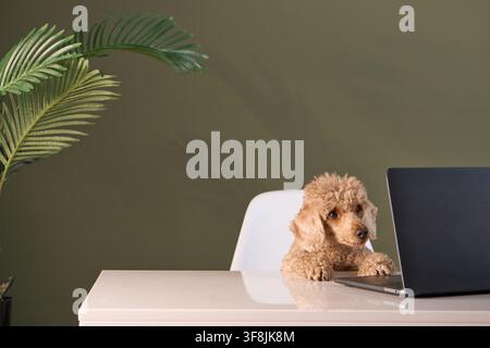 A small dog peers curiously at a screen on a desk. Large green plants and warm tones set a peaceful indoor atmosphere. Stock Photo