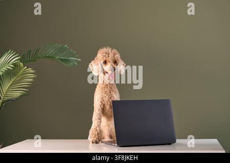 The dog sits with straight posture behind a computer screen. Its expression is focused, as if working. Stock Photo