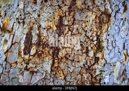 Tree Bark Texture Close Up Natural Pattern and Organic Surface Detail Stock Photo