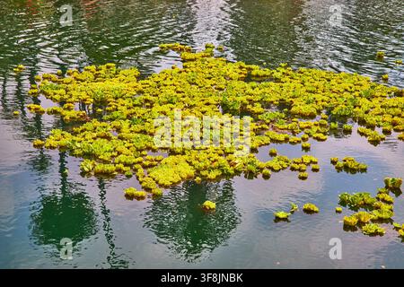 Floating Aquatic Plants Reflections and Palm Trees on Echo Park Lake Los Angeles Stock Photo
