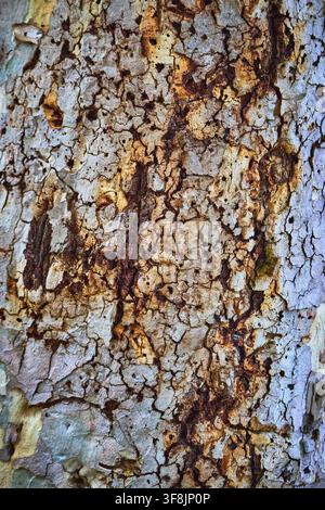 Tree Bark Texture Organic Pattern Close Up Stock Photo