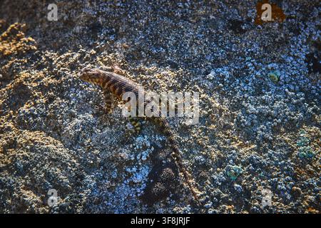 Lizard Sunbathing on Textured Rock Surface in Natural California Habitat Stock Photo