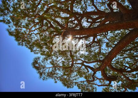 Sunburst Through Tree Branches and Green Needles Against Blue Sky Perspective Stock Photo