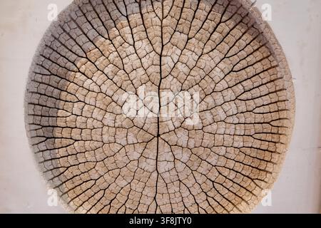 Closeup of a round cracked wood cross section with visible growth rings isolated on a white background. Stock Photo