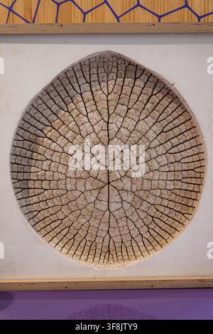 A large circular cross section of a cracked tree trunk is mounted on a white wall with wooden trim. Stock Photo