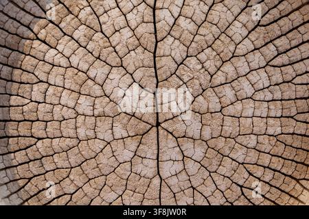Closeup of a dry cracked tree trunk cross section showing concentric growth rings and natural texture. Stock Photo