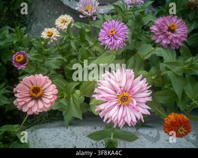 High angle view of a colorful group of diverse Zinnia elegans flowers blooming in a backyard garden bed. Stock Photo