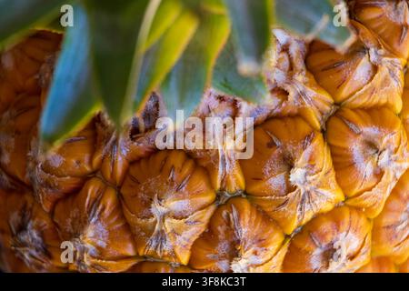 Fresh pineapple from the Amazon Rainforest region of Brazil, vibrant yellow with incredible texture and symmetry patterns. View from the top with blur Stock Photo