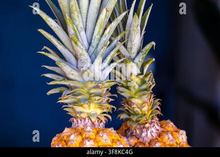 Fresh pineapple from the Amazon Rainforest region of Brazil, vibrant yellow with incredible texture and symmetry patterns. Stock Photo