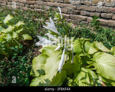 High angle view of white Hosta plantaginea flowers blooming with lime green leaves against a rustic brick wall. Stock Photo