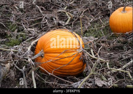 Orange pumpkins on dying vines in a field Stock Photo