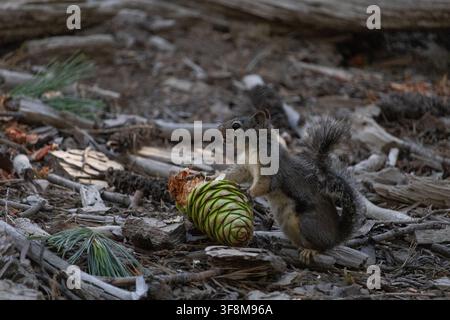 Wild squirrel feeding on a green pine cone on the forest floor in Mariposa Grove, Yosemite National Park, California, USA. Stock Photo