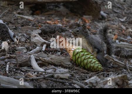 Wild squirrel feeding on a green pine cone on the forest floor in Mariposa Grove, Yosemite National Park, California, USA. Stock Photo