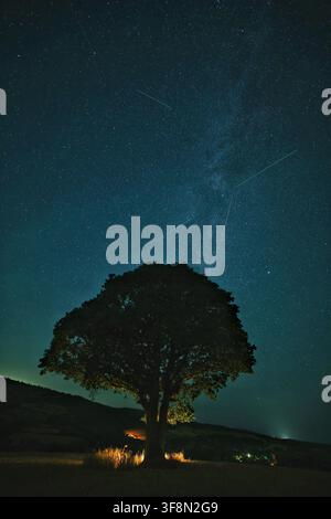 Dunsford, Devon, UK. 13th Aug, 2026. Perseids meteors over old oak tree in Dunsford. Credit: nidpor/Alamy Live News Stock Photo
