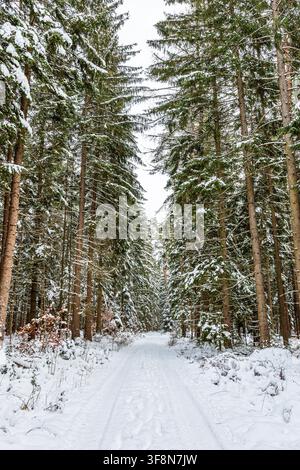 Vertical photo of a quiet winter forest in Bavaria, Germany, showing a narrow snow covered path leading through tall conifer trees. Fresh snow covers Stock Photo