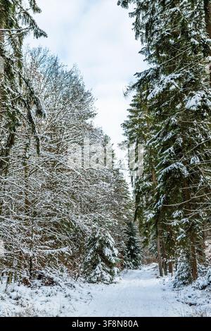 Vertical photo of a quiet winter forest near Neumarkt in der Oberpfalz, Bavaria, Germany. A narrow path leads through snow covered evergreen and decid Stock Photo