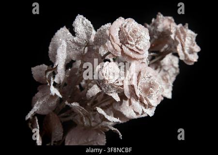 Artificial roses covered in glitter and snow. Decorative floral arrangement for Christmas. Stock Photo