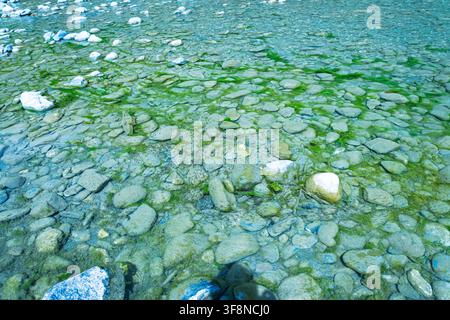 Shallow clear river in Biogradska Gora National Park, Montenegro, showing a rocky riverbed covered with green algae and pebbles under transparent turq Stock Photo