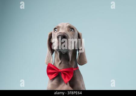 A close-up shows the Weimaraner puppy face under a red bow tie on blue backdrop. Its wide-eyed gaze is full of innocence. Stock Photo