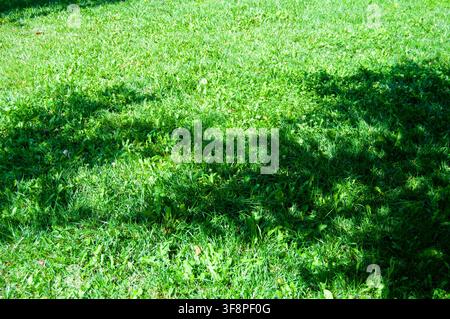 green grass background with shadows from trees Stock Photo