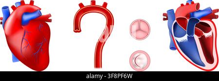 Human heart anatomy and internal structure, chambers, valves and aorta. Cardiology. medical education illustration. set icons. Vector Kit Stock Vector