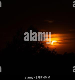 Partial solar eclipse visible in a warm orange sky behind a dark tree silhouette. The crescent sun shines through thin clouds during a celestial astro Stock Photo