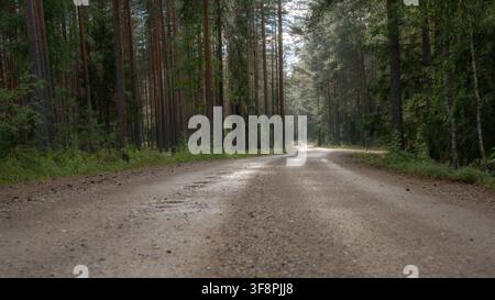 Wet gravel road winding through dense pine and mixed forest after summer rain Stock Photo