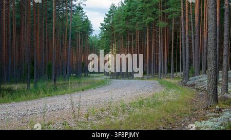 Quiet gravel road curving through a dense Scots pine forest with lichen covered ground Stock Photo