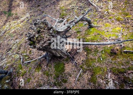 Weathered uprooted tree stump and exposed roots decaying on a mossy pine forest floor Stock Photo