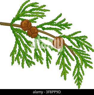 Cypress Branch Colored Detailed Illustration. Stock Vector