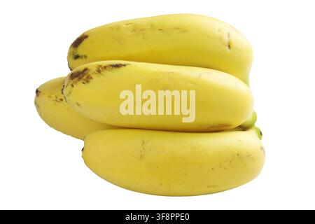 Bunch of Fresh Small Baby Bananas Isolated on White Background Stock Photo