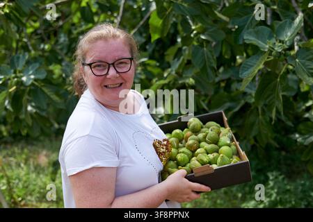 Woman standing in a garden holding a full box of ripe green figs after harvesting Stock Photo