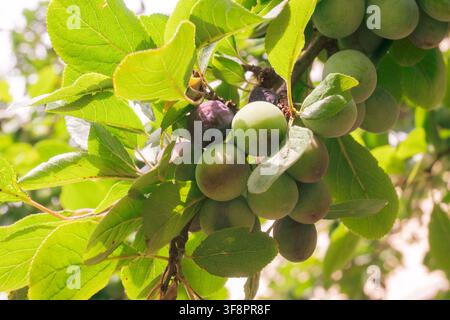 Vertical close-up of green and dark purple plums clustered on a branch with bright green leaves. Natural sunlight and soft bokeh emphasize the fresh Stock Photo