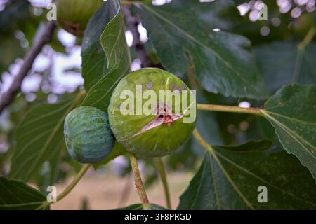 Green figs developing and ripening on a branch among lush leaves in a natural orchard Stock Photo