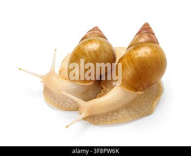 Giant Achatina snails on white background Stock Photo