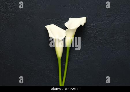 Beautiful calla lily flowers on black background Stock Photo