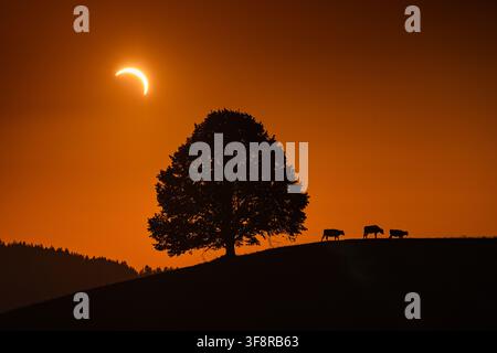 A partial solar eclipse sets over the rolling hills of Emmental, Switzerland. Silhouetted cows and a lone tree stand against the glowing orange sky, c Stock Photo