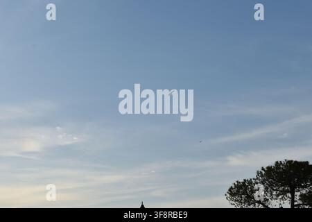 Bird flying across light blue evening sky with pine tree silhouettes Stock Photo