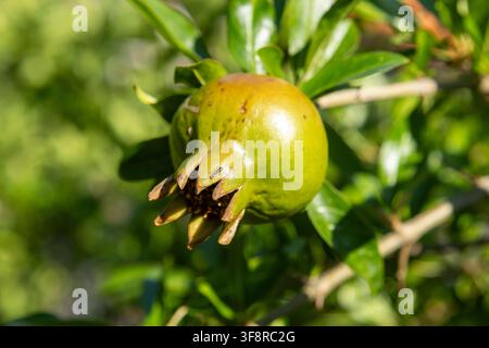 pomegranate growing on tree in natural environment with green leaves and brown earth tones, serene and close-up view from below the fruit periodical q Stock Photo