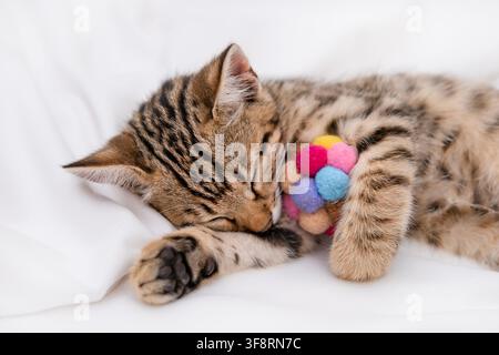 Cute Bengal kitten sleeping on white blanket with its favorite toy. Stock Photo
