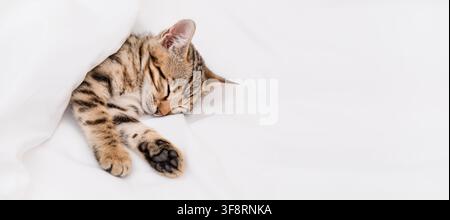 Top view of cute Bengal kitten sleeping under a white blanket, copy. Stock Photo
