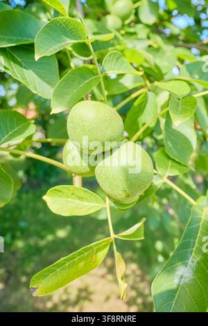 Green walnuts ripening on the tree, selective focus. Stock Photo