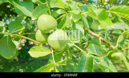 Green walnuts ripening on the tree, selective focus. Stock Photo